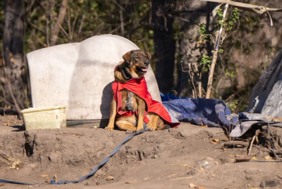 How to help pets experiencing homelessness in Lawrence during the extreme cold